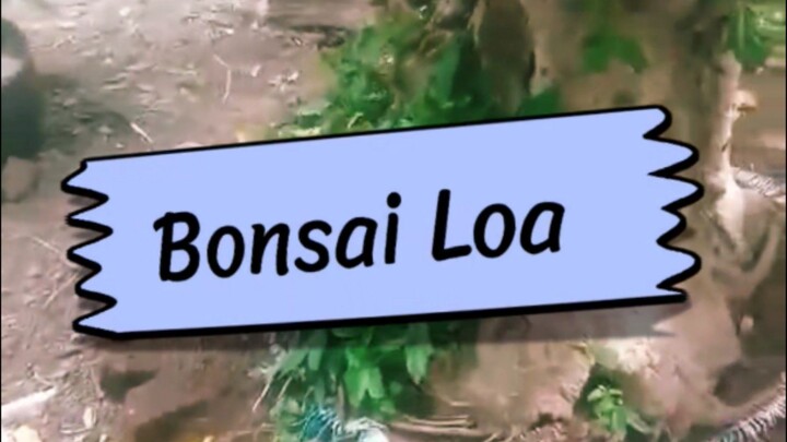 Perbedaan Perawatan Bonsai Loa Vs Bonsai Serut Tanaman Hias Nusantara