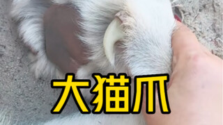 สิงโตก็อยู่ในวงศ์แมวไม่ใช่เหรอ? ทำไมสิงโตถึงอยู่รวมกันเป็นฝูง?