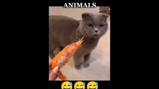 EPIC FUNNY ANIMALS PT2