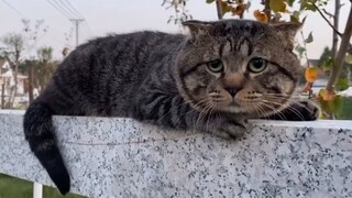 Today is also a day for the "wronged little cat" to be healed.