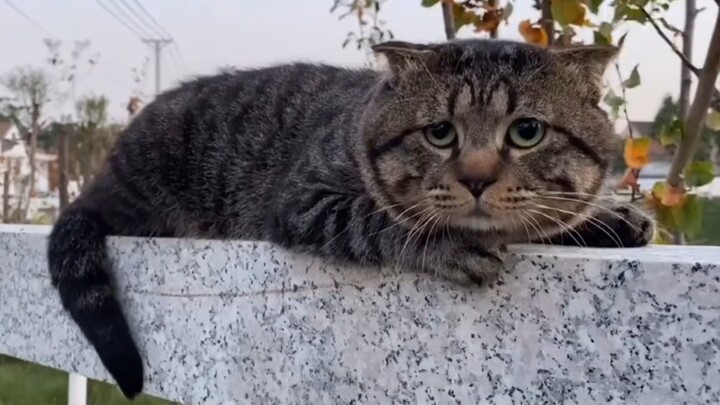 “委屈的小猫咪”今天也是被治愈的一天诺|ω・）