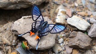 A beautiful Chorinea sylphina