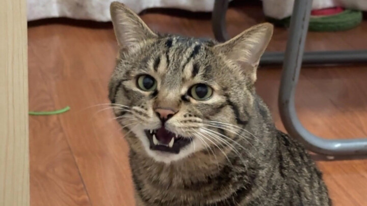 The little cat’s expression turned fierce from frustration! It begged for food with a high-pitched, 