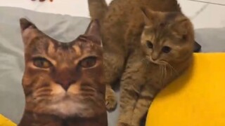 猫：6