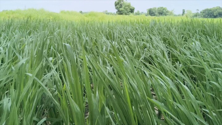 Purvaiya Hawa Me Laharata Dhan Ka Khet 🌾 Beautiful Paddy Field | Bihar Village Life
