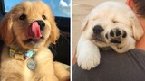 Cute Baby Golden Help You Relax After Tiring Day 🐶🥰| Cute Puppies