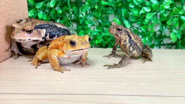[Animals]The daily life of toads