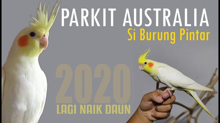 Parkit Australia si Burung Pintar nan Menawan