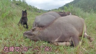 สุนัขบ้านตัวหนึ่ง วัวสองตัว ช่วงเวลาเลี้ยงวัวอย่างสบายใจ