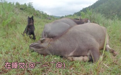 一只田园犬、两头牛牛，悠闲放牛时刻