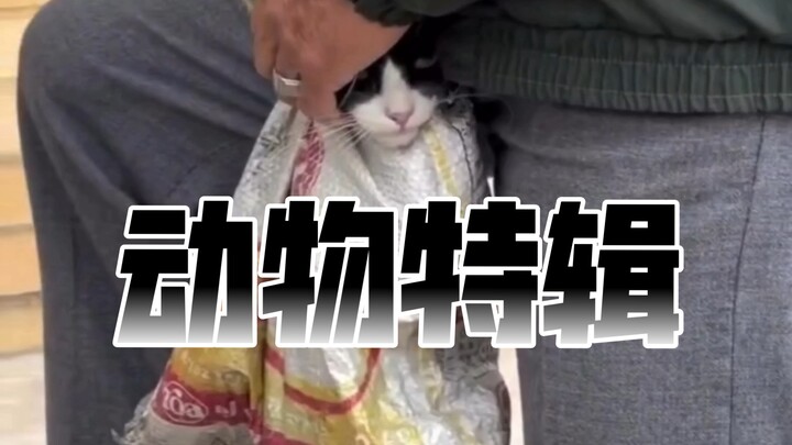 สเปเชียลสัตว์ Pt.4: ไออุ่นจากกอดของเหล่าสัตว์ 🥹