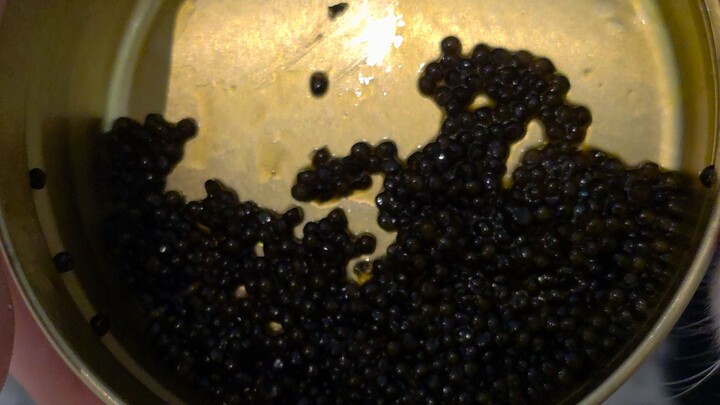 My cats eat caviar 😋 yumyum