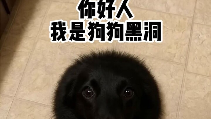 [Animal Chit-Chat] Hello, kind person—could you please give me some food?