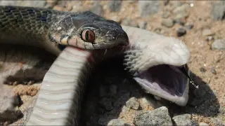 What If Venomous Snake Bites Another Venomous Snake?