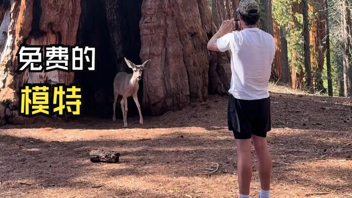 Videos of animals encountering humans!