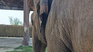 Is there an elephant translator?