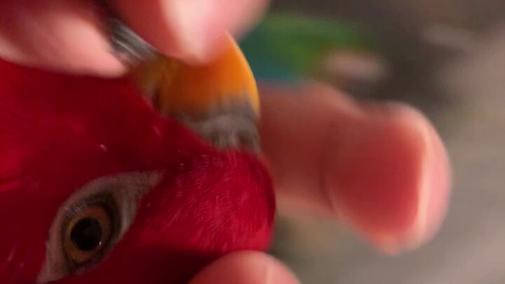 طائر أحمر🍅wuewuewuewue 🥝