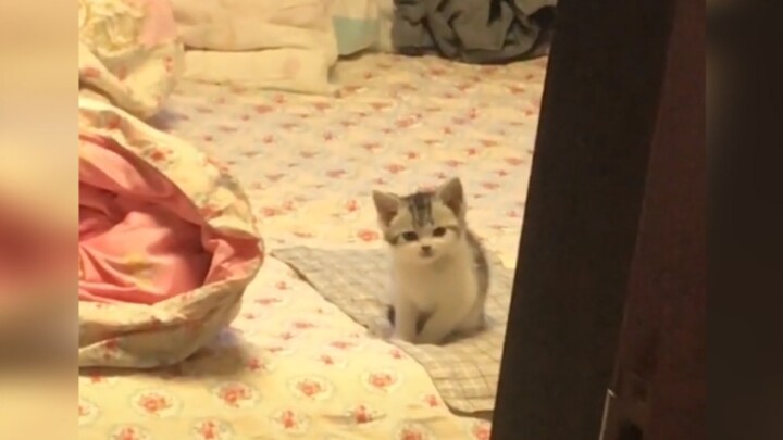 Kucing: Mau ke mana kamu tengah malam begini? Tahu nggak betapa khawatirnya aku sama kamu!