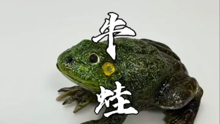 用白砂糖做了一只牛蛙，外面抓的哪有自己做的香