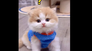 ลูกแมวน้อย😻น่ารัก❤️ละลายEp29 cute baby funny cats