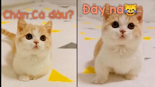 Cơm cá ❤️chiếc mèo nùn với cặp chân bánh bao❤️- cute Munchkin cat|| TV great pets