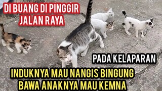 Astagfirullah Induk Kucing Di Buang Sama 4 Anaknya Di Pinggir Jalan Raya Nyesek Lihatnya.!