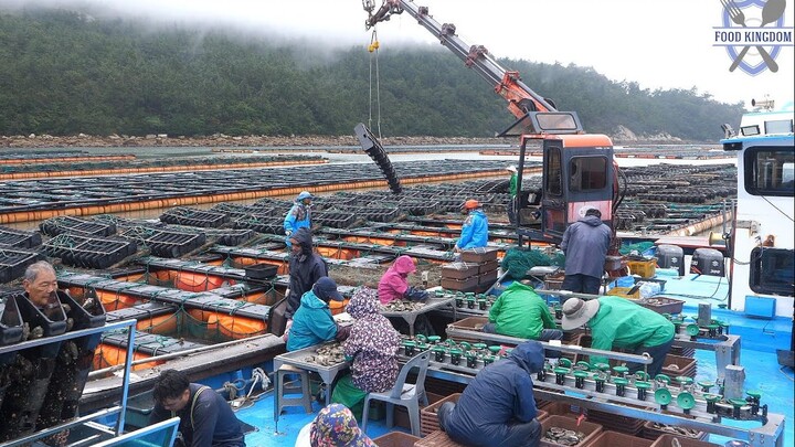 【จากฟาร์มหอยเป๋าฮื้อสู่ชามโจ๊กหอยเป๋าฮื้อบนโต๊ะอาหาร】