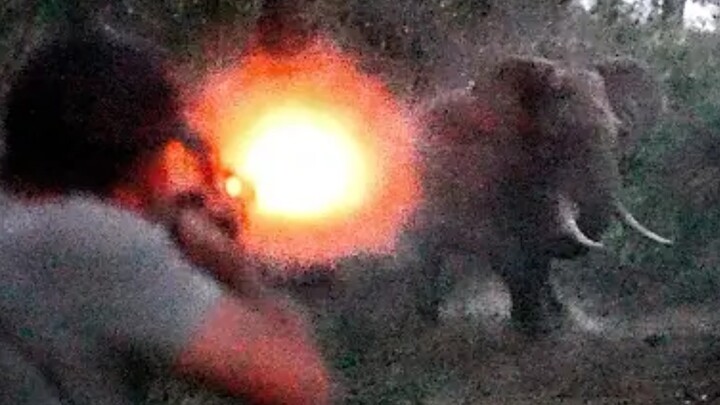 15 meters per second isn’t fast enough? A compilation of hunting charges by animals—elephants, brown