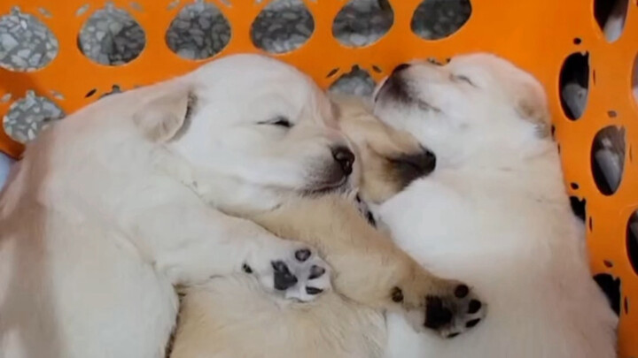 ลูกสุนัข: จริงๆ แล้วฉันไม่ได้นอนคืนนั้น