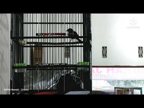 SUARA KACER GACOR DI PAGI HARI NYARING BANGET