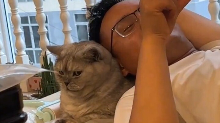 You can always count on cats!