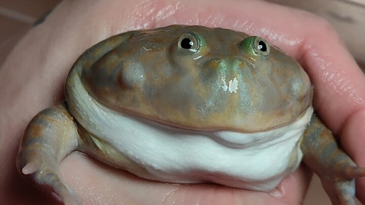 What if a frog accidentally bites you?