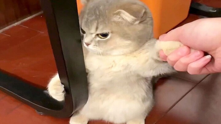 “Kucing ini bikin aku senang selama empat menit penuh!”