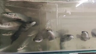 Monsters