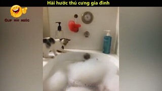 Hài hước thú cưng gia đình p9