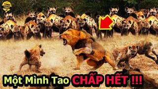 🔴Dám Cả Gan Tấn Công Chúa Tể Muôn Loài, 20 Con Linh Cẩu Nhận Cái Kết Đắng Không Thể Tin Nổi