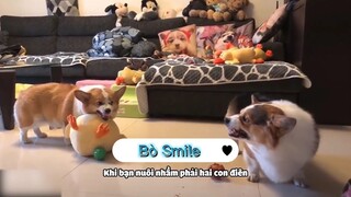 Nhà có 2 con lợn hâm