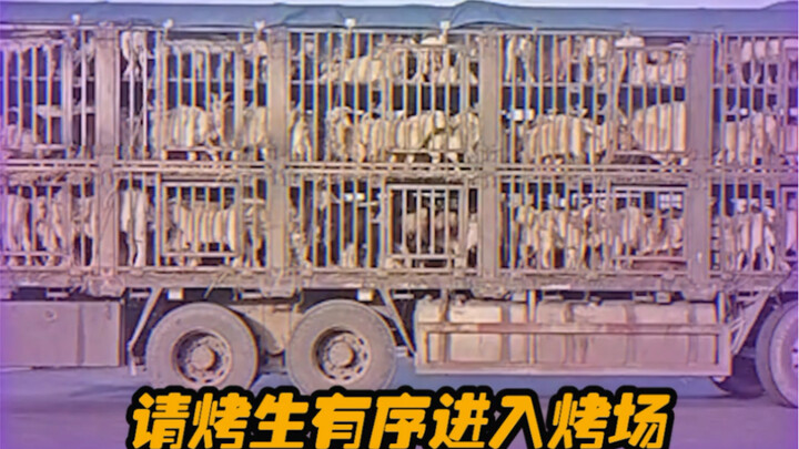 How popular is Zibo barbecue right now? Sheep: Eat faster! Even if I’m reincarnated, I’ll still come