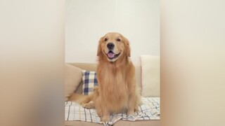 trending foryoupage xuhuong vuinhon dogs fyp xuhuongtiktok