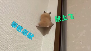 攀岩高鼠 鼠上飞