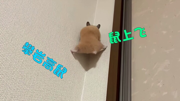 攀岩高鼠 鼠上飞