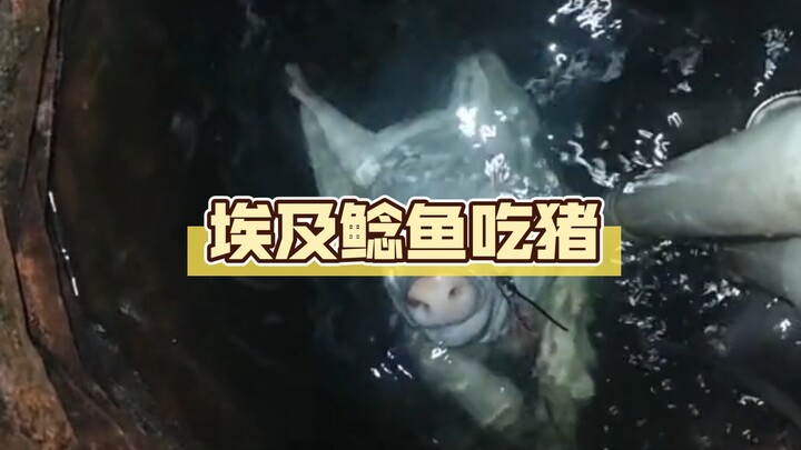 Egyptian catfish eats pigs