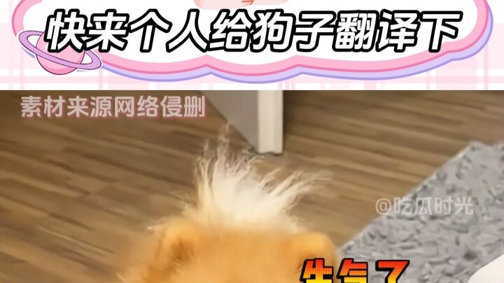 The dog is about to fall apart—can someone translate it for the baby?
