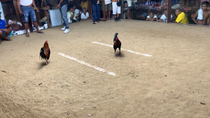 2cock/stag champion 2nd fight 2x GBS from king archer(davao)
