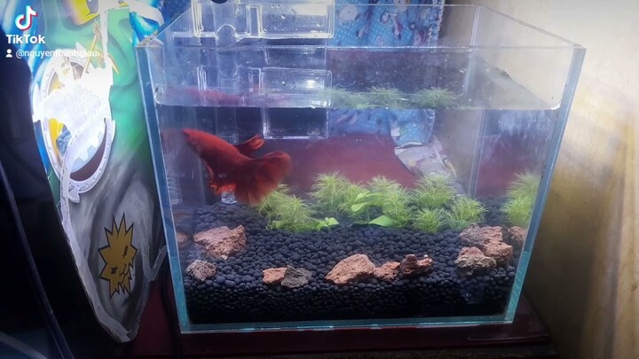 Cá cảnh betta Super Red