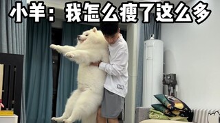 On the 20th day of weight loss, how much weight did the puppy lose?