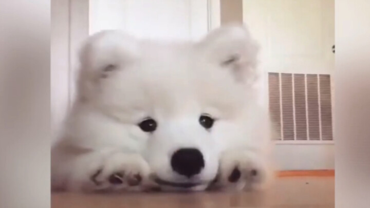 Samoyeds are just too cute!!