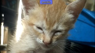 antukin