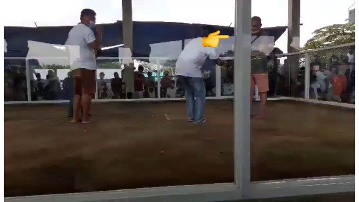 3 cock derby @alcala cockpit arena Pangasinan, W-L-W Full show of our Yellow legged hatch