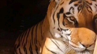 一只“会说话的废材”老虎…